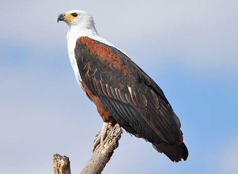African Fish Eagle perched